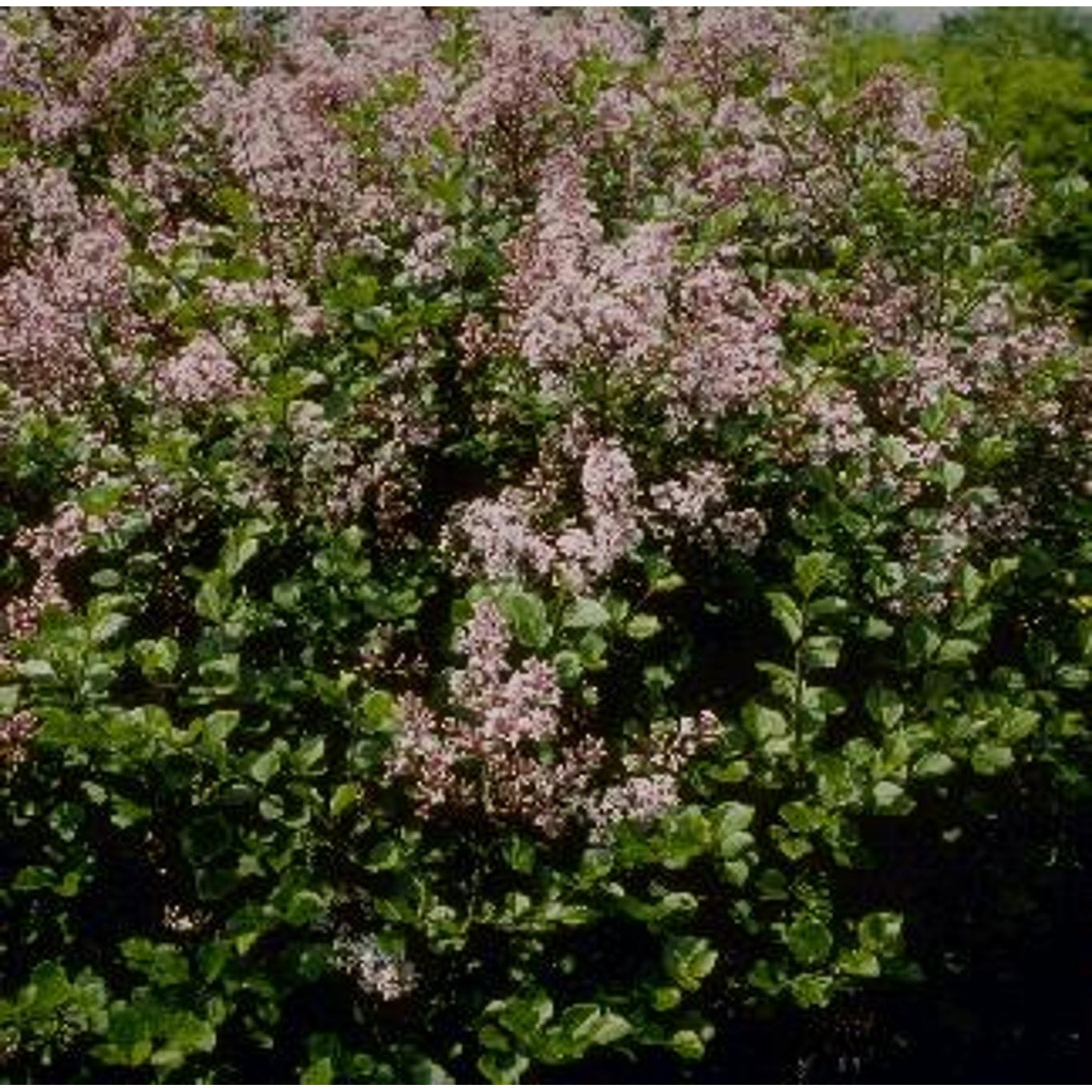 Syren – Syringa meyeri 'Palibin' - 90 CM Stem C10
